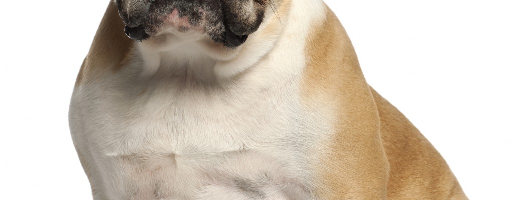 Doğru Köpek Maması Tercihi Doğru Köpek Maması Tercihi
