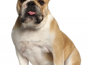 Doğru Köpek Maması Tercihi