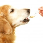 Köpek Vitamin ve Ek Besinleri