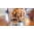 Yaş Köpek Maması