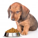 Yavru Köpek Maması
