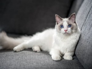 Kediler Neden Kuyruğunu Sallar?