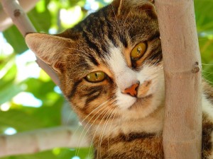Kediler Neden Tırmanırlar?