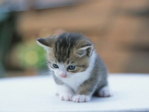 Kediler Bebek Seslerine Neden Tepki Verir?