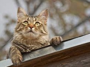 Kediler Neden Mobilyaları Tırmalarlar?