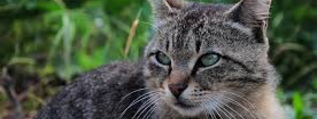 Kediler Kuyruklarını Neden Dik Tutar?