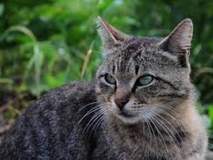 Kediler Kuyruklarını Neden Dik Tutar?