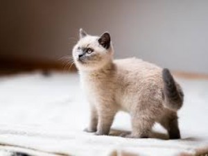 Kediler Tuvalet Kabının Dışına Neden Yapar?