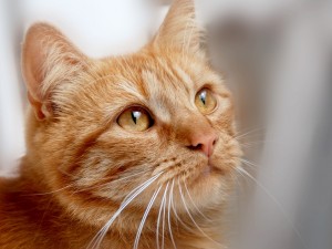 Kedilerin Neden Bıyıkları Vardır?