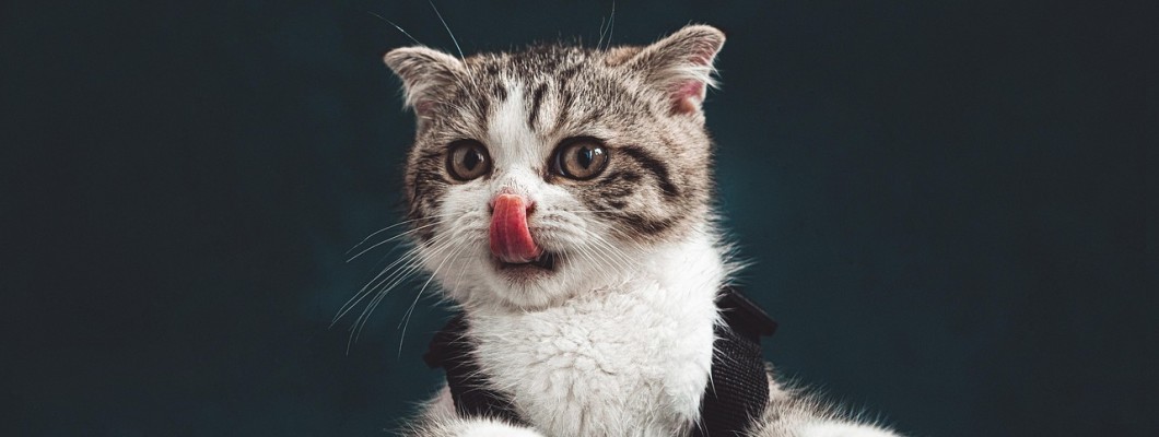 Kediler Neden Sudan Nefret Ederler?