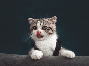 Kediler Neden Sudan Nefret Ederler?