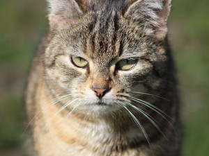 Kediler Anlık Huysuzluğa Neden Girer?