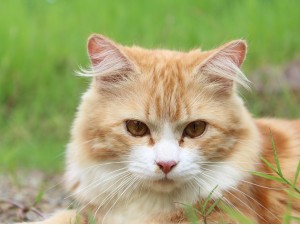 Kediler Gözlerini Neden Kısarlar?