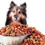 Kuru Köpek Maması