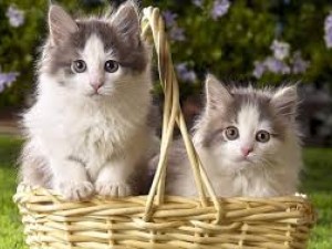 Kediler Neden Kutuları Sever?