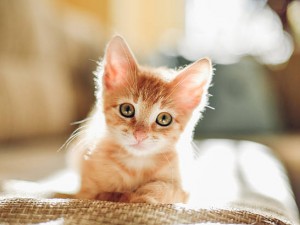 Kediler Neden Miyavlarlar?