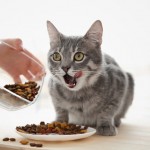 Kuru Kedi Maması