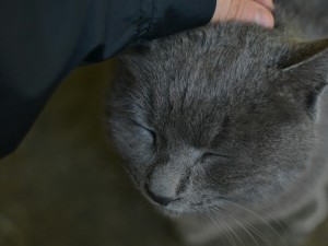 Kediler Neden Belirli Bir Kişiye Daha Yakın Olur?