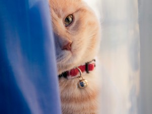 Kediler Ani Olarak Neden Saklanırlar?