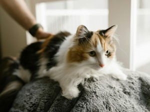 Kediler Yeni Eve Alışmakta Neden Zorluk Çeker?