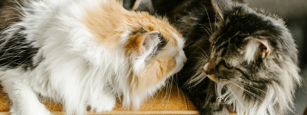 Kediler Ne Zaman Sosyal Olurlar?