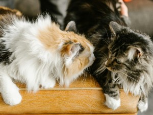 Kediler Ne Zaman Sosyal Olurlar?