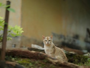 Kediler Kumunu Neden Kazıp Üzerini Örter?