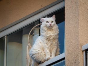 Kediler “Hortlak” Gibi Ani Hareketler Yapar Mı?