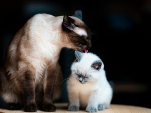 Kediler Diğer Kedilere Neden Acıyarak Yaklaşır?