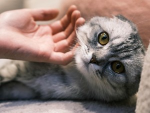 Kediler Kafa Okşatmayı Neden Sever?