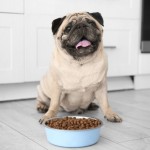 Premium Köpek Maması